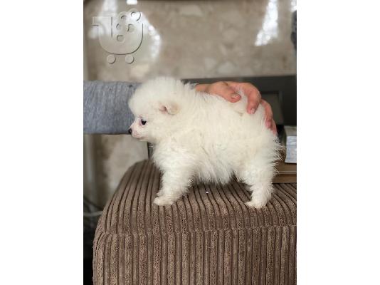 Όμορφη γερμανική splitz Baby κορίτσι έτοιμη τώρα